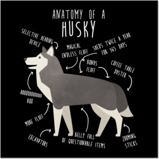 Grey Siberian Husky Dog Anatomy Posters and Art