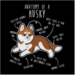 Red Siberian Husky Dog Anatomy Posters and Art