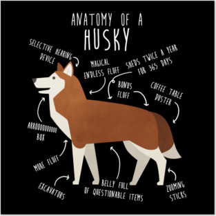 Red Siberian Husky Dog Anatomy Posters and Art