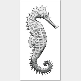 Black and White Seahorse Posters and Art