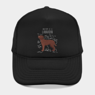 Chocolate Labrador Retriever Dog Anatomy Hat
