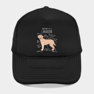 Yellow Labrador Retriever Dog Anatomy Hat