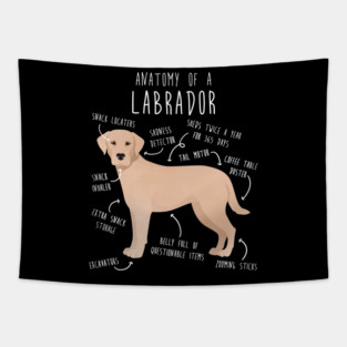 Yellow Labrador Retriever Dog Anatomy Tapestry