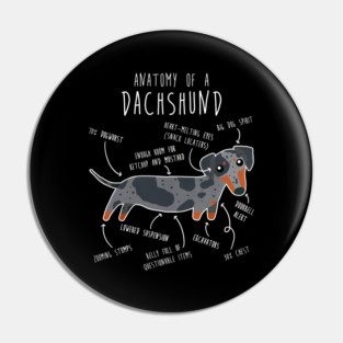 Blue Dapple Dachshund Dog Anatomy Pin