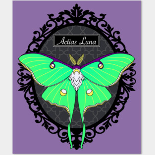 Luna Moth in a Frame Posters and Art