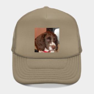 english springer spaniel liver white puppy Hat