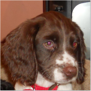 english springer spaniel liver white puppy Posters and Art