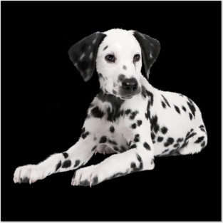 Dalmatian Dog, Love Dalmatians Posters and Art