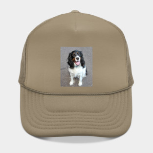 english springer spaniel black white tan sitting Hat