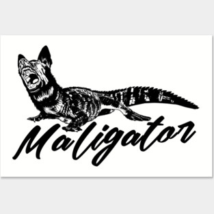 Maligator - Malinois - Belgian shepherd Posters and Art