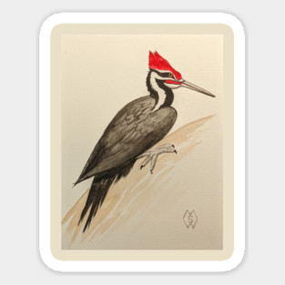 Pileated woodpecker study Sticker
