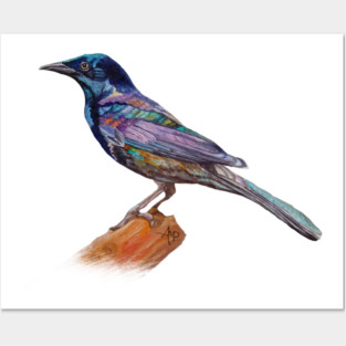 Dressed In Lights Common Grackle Posters and Art