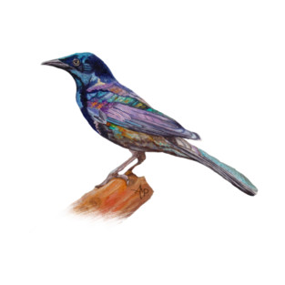 Dressed In Lights Common Grackle T-Shirt