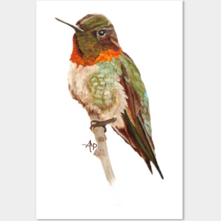 Morning Ruby-throated Hummingbird Posters and Art