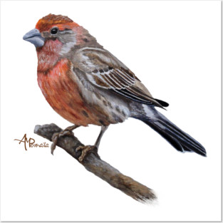 Perched Male House Finch Posters and Art