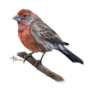 Perched Male House Finch T-Shirt