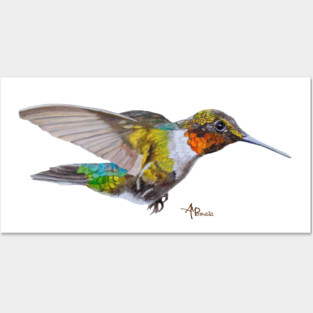 Ruby-throated Hummingbird Posters and Art