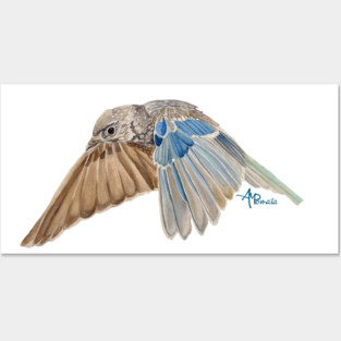 Soaring Bluebird Posters and Art