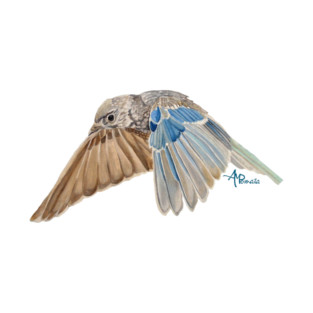 Soaring Bluebird T-Shirt