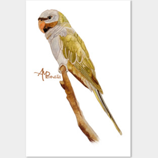 Derbyan Parakeet Posters and Art