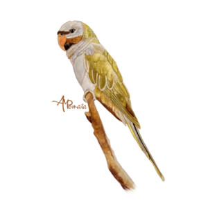 Derbyan Parakeet T-Shirt