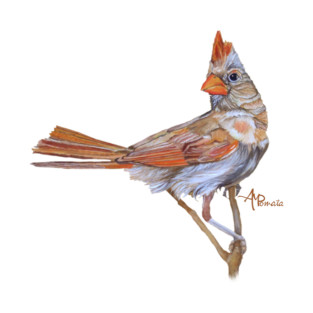 Female Cardinal T-Shirt