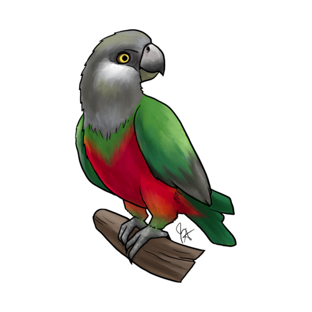 Bird - Senegal Parrot - Red Bellied by Jen's Dogs Custom Gifts and Designs