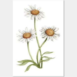 Daisies Posters and Art