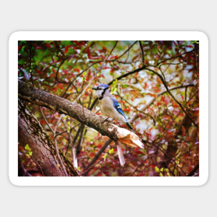 Blue Jay Magnet