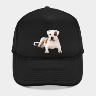 Bull Dog Lover, Bulldogs Hat