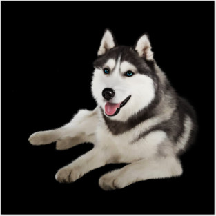 Husky with Blue Eyes, love Huskies, Dog Lover Posters and Art