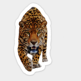Jaguar Stalking, Love Big Cats, Tropical Animal Sticker