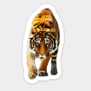Tiger stalking, Love Tigers, Big Cat Sticker