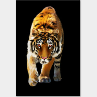 Tiger stalking, Love Tigers, Big Cat Posters and Art