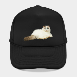 Ragdoll Cat, Love Ragdoll Cats, Cat Lover Hat