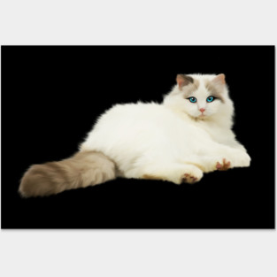 Ragdoll Cat, Love Ragdoll Cats, Cat Lover Posters and Art