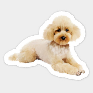 Cute Poodle dog, Love Poodles, Dog Lover Sticker
