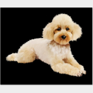 Cute Poodle dog, Love Poodles, Dog Lover Posters and Art