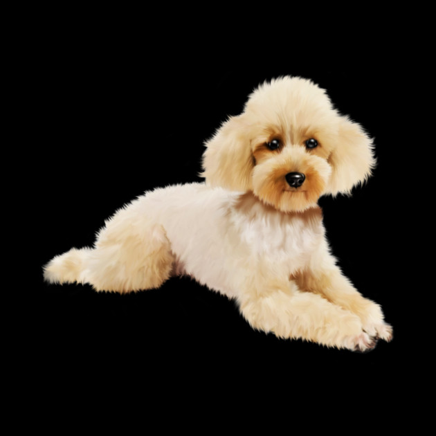 Cute Poodle dog, Love Poodles, Dog Lover by logiamerch