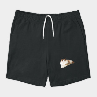 Ragdoll Cat, Love Ragdoll Cats, Cat Lover Shorts