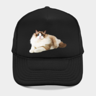 Ragdoll Cat, Love Ragdoll Cats, Cat Lover Hat