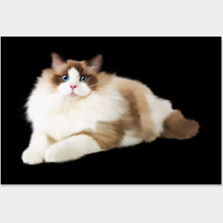 Ragdoll Cat, Love Ragdoll Cats, Cat Lover Posters and Art