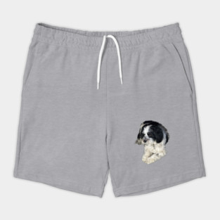 Havanese Toy Dog "Lulu" Shorts