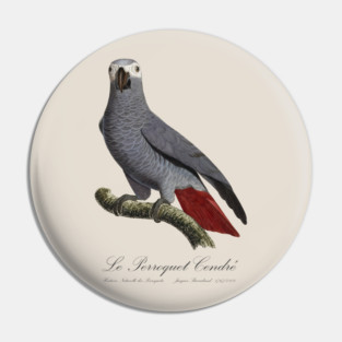 African Grey Parrot / Le Perroquet Cendre - 19th century Jacques Barraband Illustration Pin