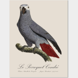 African Grey Parrot / Le Perroquet Cendre - 19th century Jacques Barraband Illustration Posters and Art