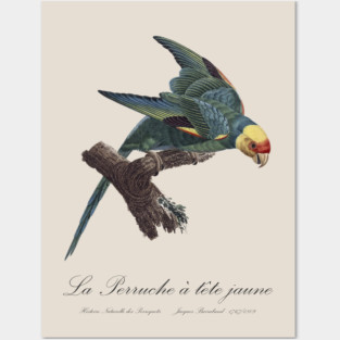 Carolina Parakeet / Perruche a Tete Jaune - 19th century Jacques Barraband Illustration Posters and Art