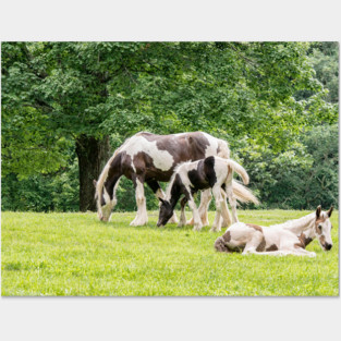 Lazy Grazing Horses Posters and Art