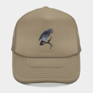 Timneh African Grey Parrot  / Seconde variete du Perroquet Cendre - 19th century Jacques Barraband Illustration Hat