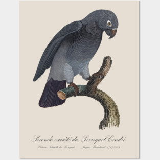 Timneh African Grey Parrot  / Seconde variete du Perroquet Cendre - 19th century Jacques Barraband Illustration Posters and Art