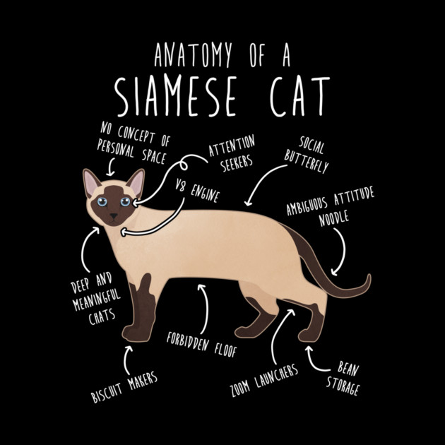 Siamese Cat Anatomy by Psitta